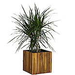 Square Planter with Pot in Acacia Wood 576851